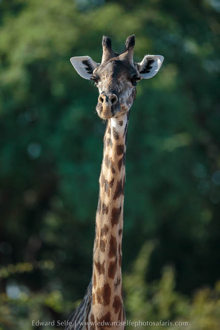 Wildlife image from photo safari with edward selfe in south luangwa national park.