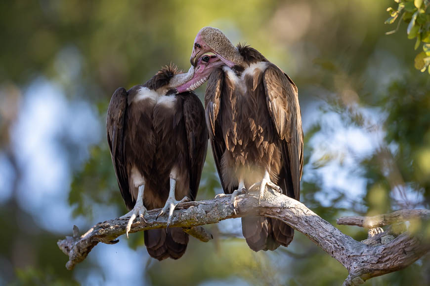 Images of wildlife from photo safari with edward selfe in south luangwa.