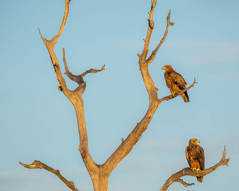 Wildlife image from South Luangwa by Mike White