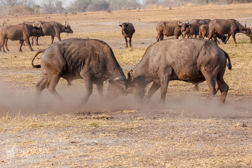 Wildlife image from photo safari with edward selfe in south luangwa national park.