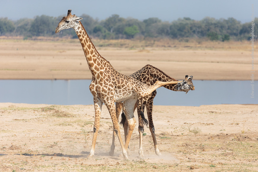 Two male giraffes get themselves in a tangle during a gentle sparring session.