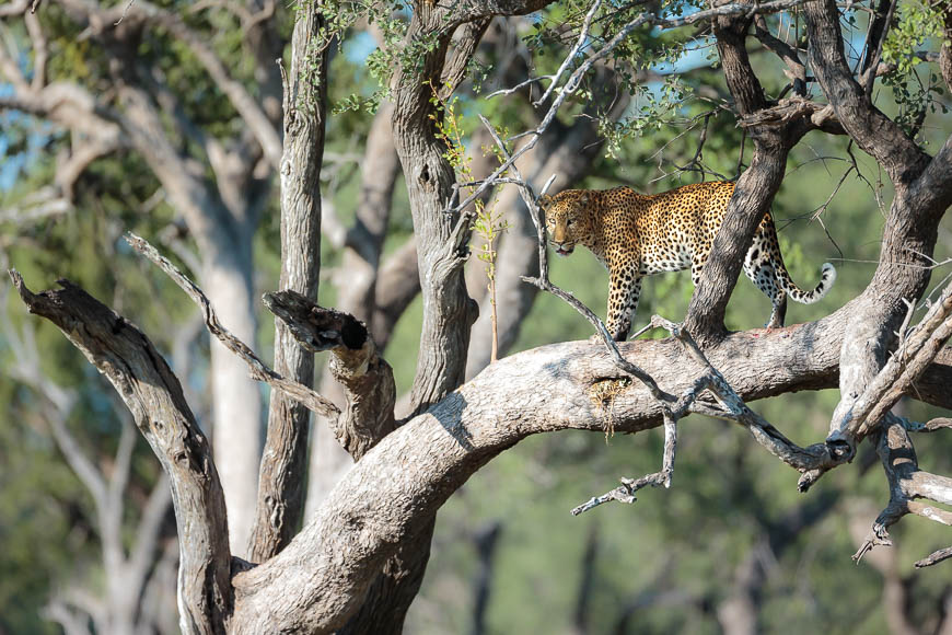 Images of wildlife from photo safari with edward selfe in south luangwa.