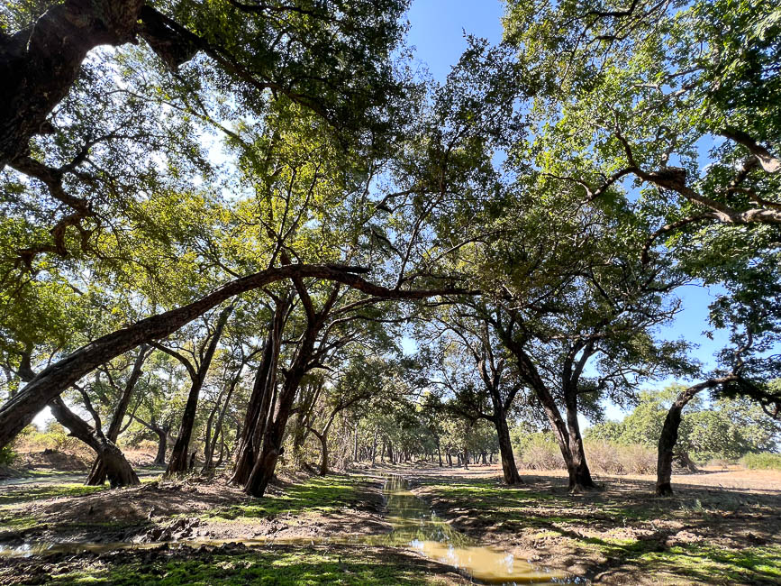 Images of wildlife from photo safari with edward selfe in the south luangwa np.