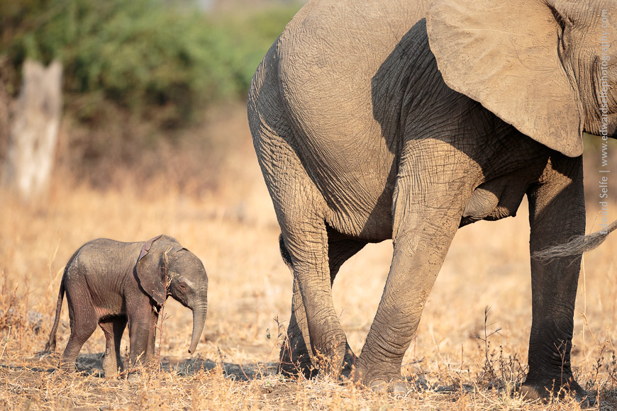 A newborn elephant follows its mother in Nsefu Sector of South Luangwa National Park.