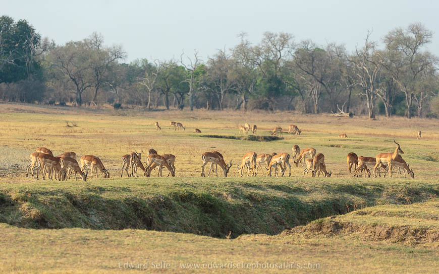 Wildlife image from photo safari with edward selfe in south luangwa national park.
