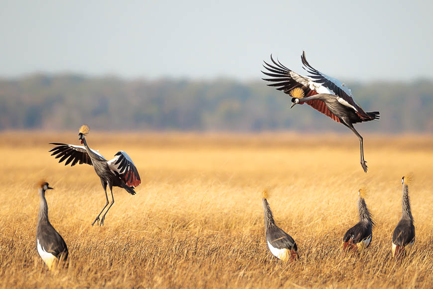 Images of wildlife from photo safari with edward selfe in zambia.