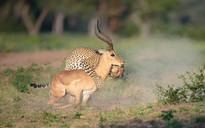 Wildlife image from photo safari with edward selfe.