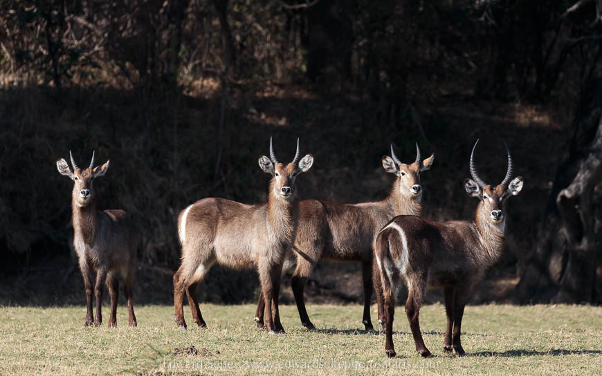 Wildlife image on photo safari with edward selfe in south luangwa national park.