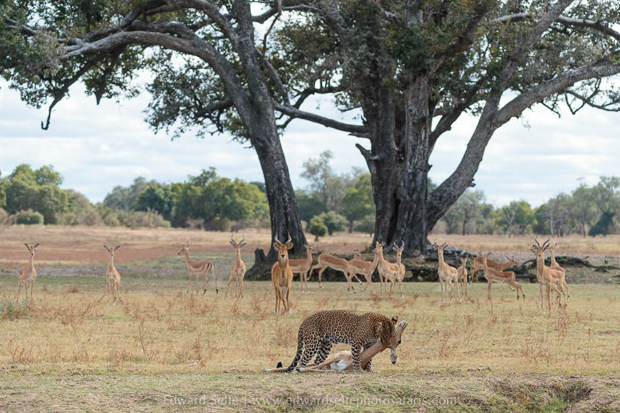 Leopard kill with antelope watching on photo safari in south luangwa national park.