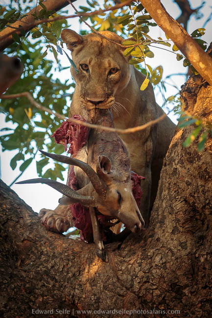 Wildlife image from a photo safari with edward selfe.