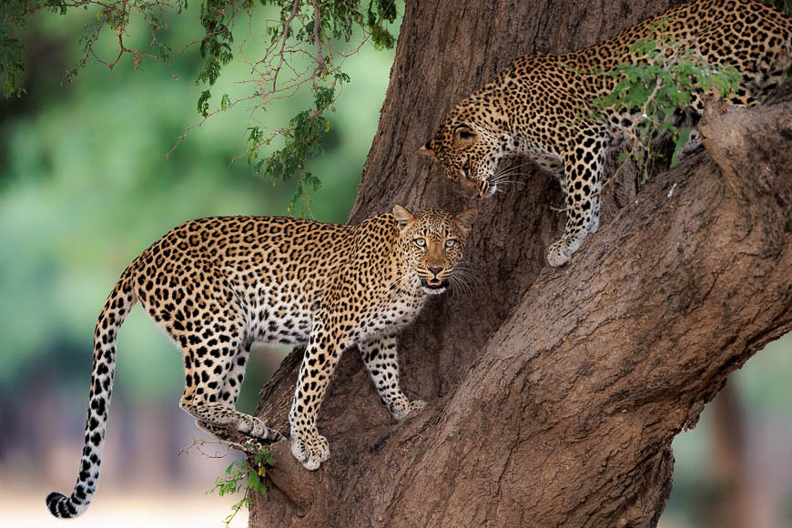 Images of wildlife from photo safari with edward selfe in zambia.
