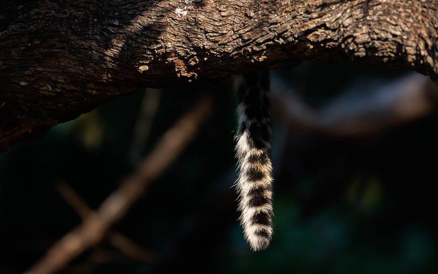 Images of wildlife from photo safari with edward selfe in the south luangwa np.