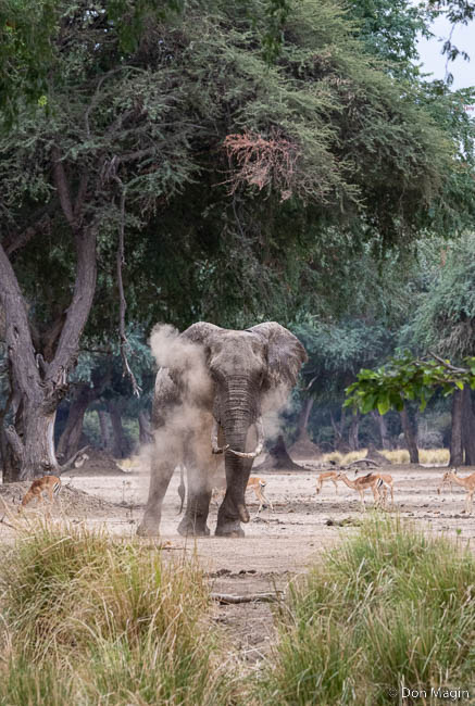 Wildlife image by don magin from a photo safari in zambia and zimbabwe with edward selfe.