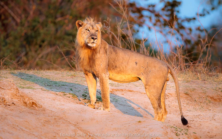 Wildlife image from photo safari with edward selfe in south luangwa national park.