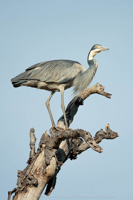 Wildlife image from photo safari with edward selfe.