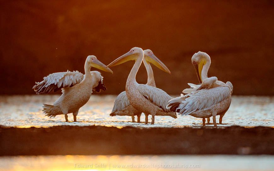 Wildlife image from photo safari with edward selfe in south luangwa national park.