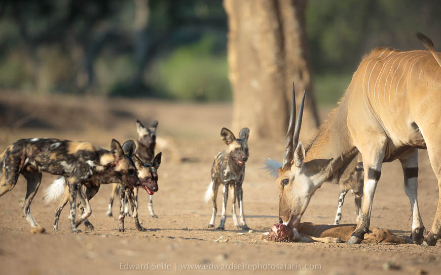 Wildlife image from photo safari with edward selfe safaris.