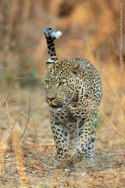 A leopard walks towards the camera in South Luangwa.