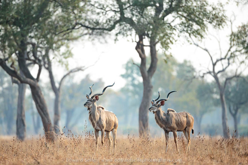 Wildlife image from a photo safari with edward selfe.
