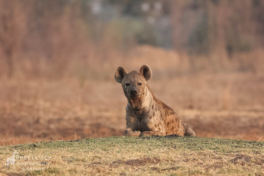 Wildlife image from photo safari with edward selfe in south luangwa national park.