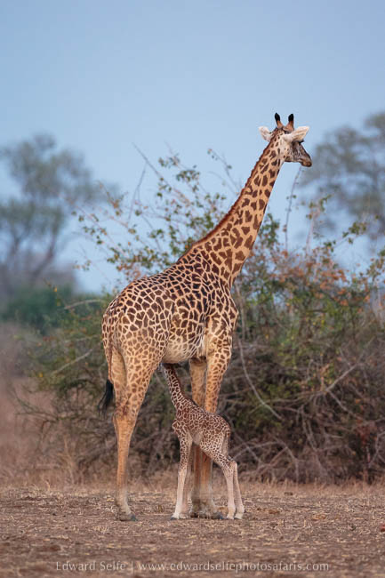 Giraffe with 1-day-old baby on photo safari edward selfe in south luangwa national park.
