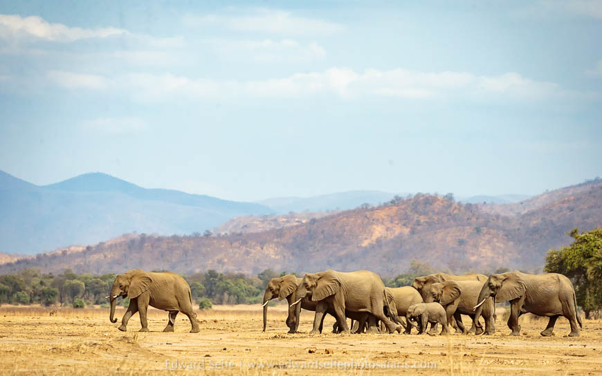 Wildlife image from a photo safari with edward selfe.