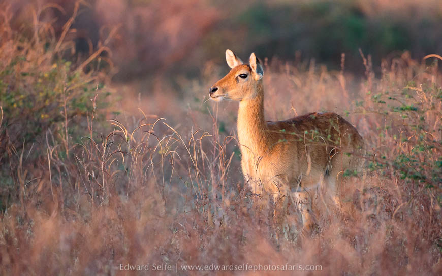 Puku in amazing morning light on photo safari south luangwa national park.