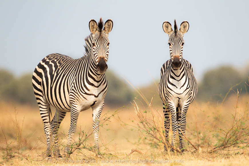 Zebras on photo safari with edward selfe in south luangwa national park.