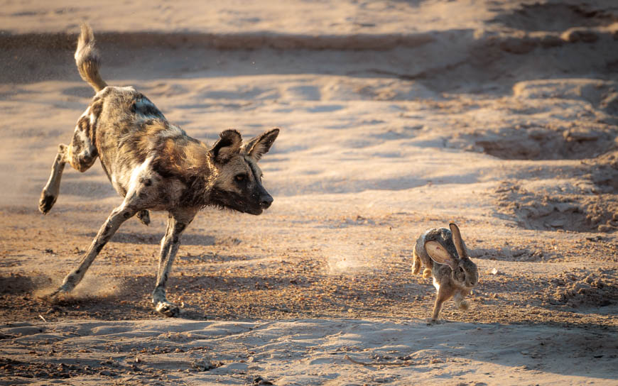 Images of wildlife from photo safari with edward selfe in south luangwa.