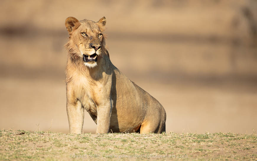 Wildlife image from photo safari with edward selfe in south luangwa national park.