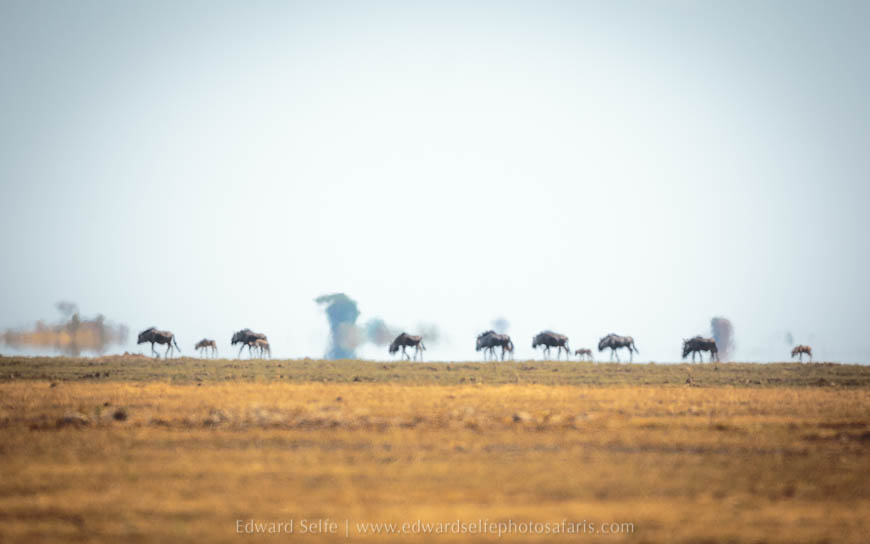 Wildlife image from photo safari with edward selfe.