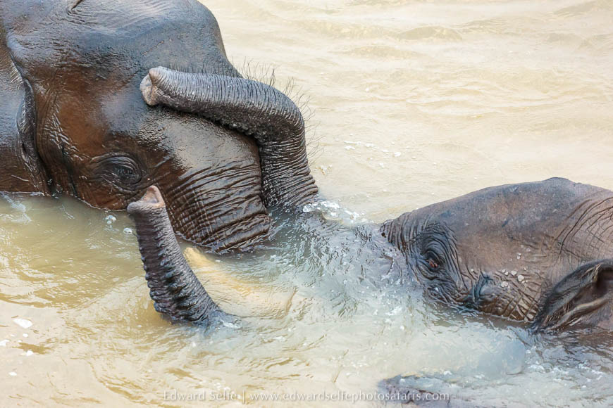 Wildlife image from a photo safari with edward selfe.