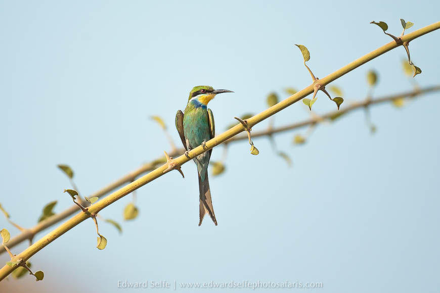 Wildlife image from a photo safari with edward selfe.