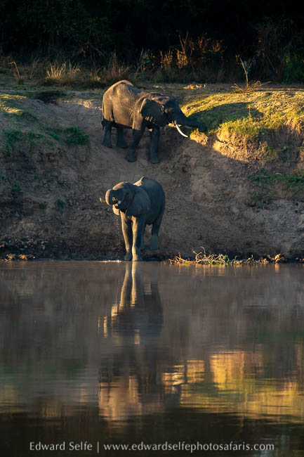 Wildlife image from photo safari with edward selfe.
