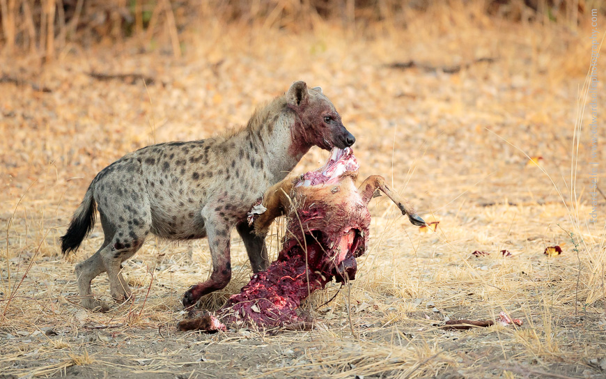 A hyaena steals a puku carcass from a leopard.