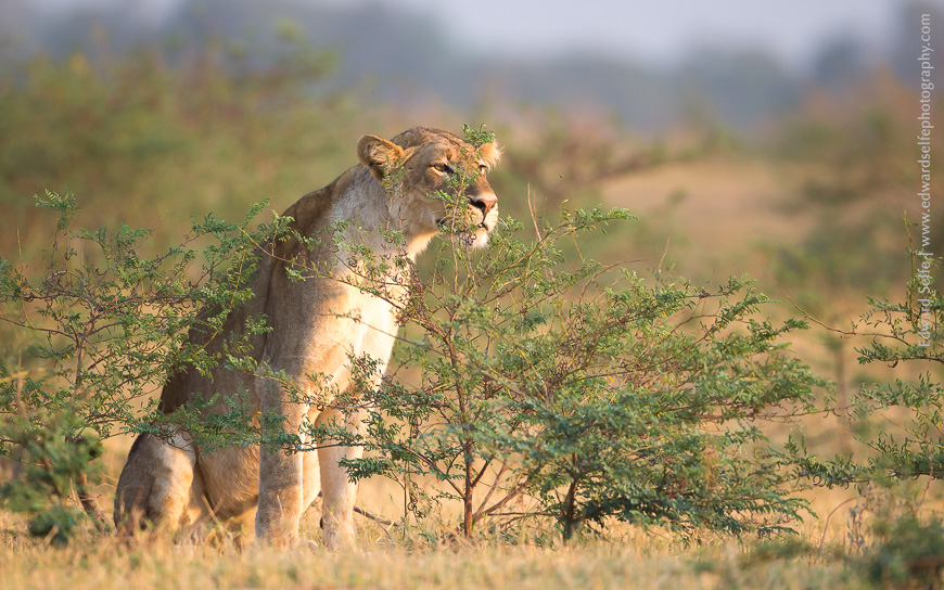 A young lioness stands up among low-level shrubs to scout the surroundings for prey.
