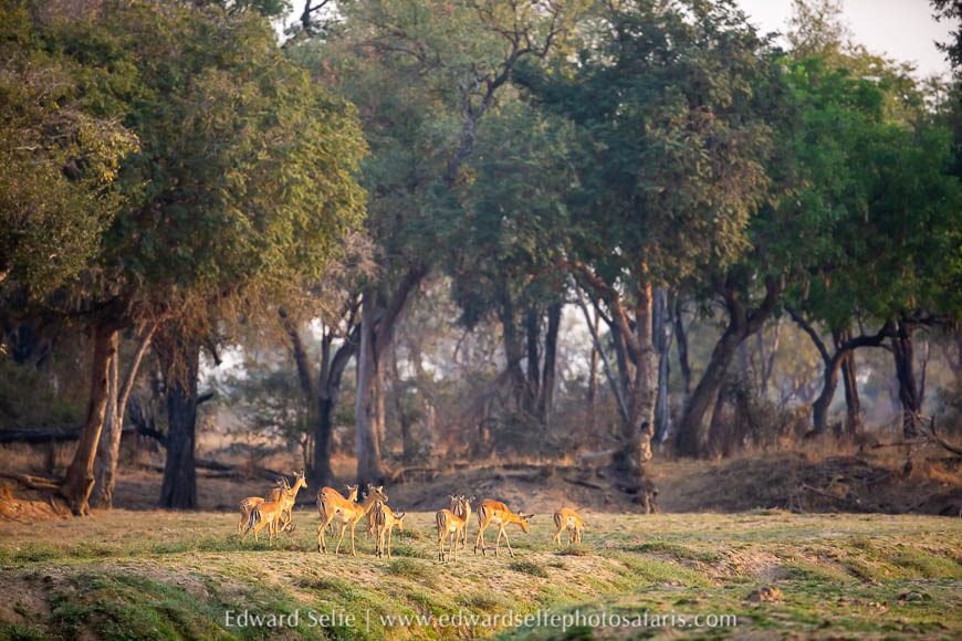 Wildlife image from photo safari with edward selfe.