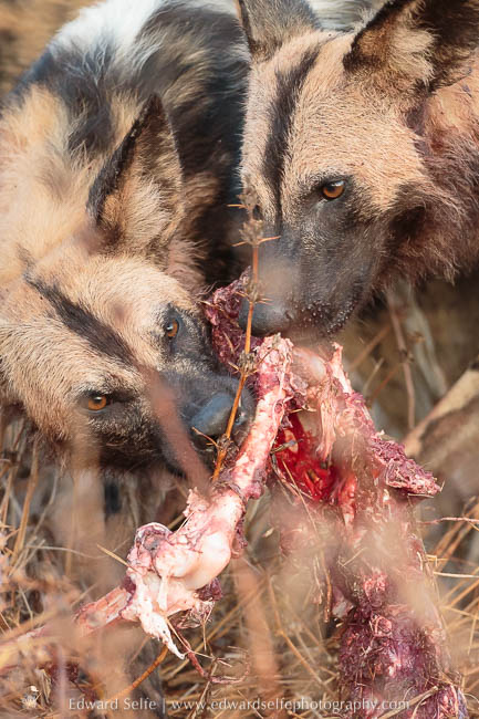 Wild dogs feeding on a freshly killed impala photo safari in south luangwa national park.