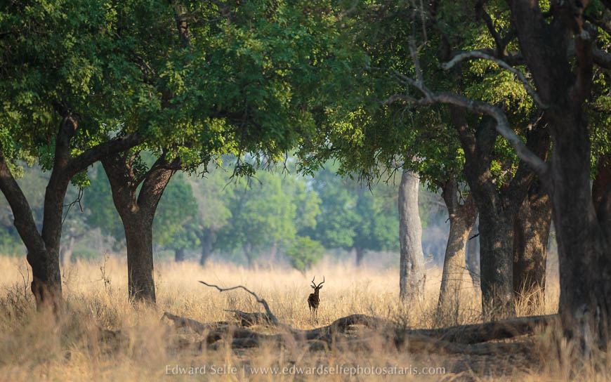 Wildlife image on photo safari with edward selfe in south luangwa national park.
