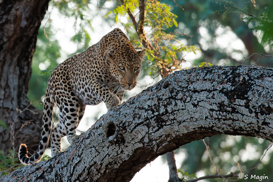 Wildlife image by Sharon Magin from photo safari in Zambia with Edward Selfe.