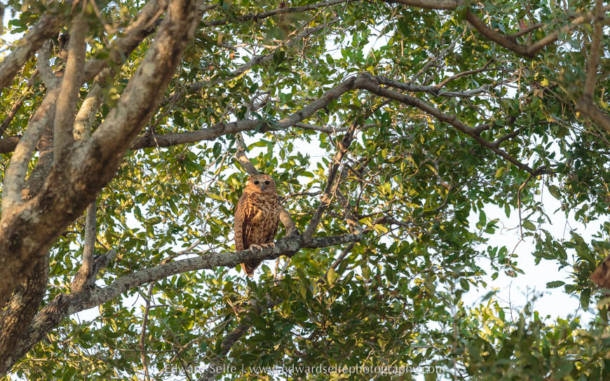 A Pels Fishing Owl on safari in South Luangwa National Park