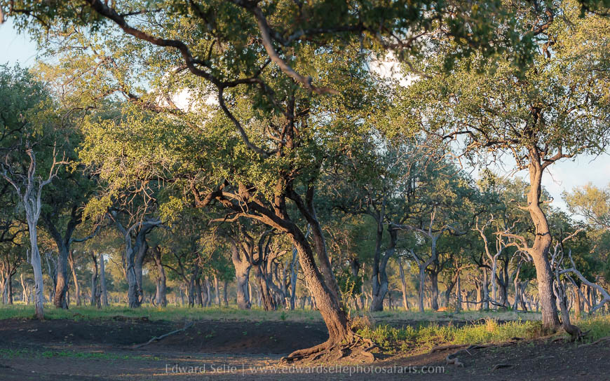 Wildlife image from photo safari with edward selfe.