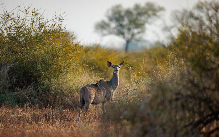 Images of wildlife from photo safari with edward selfe in the nsefu sector.