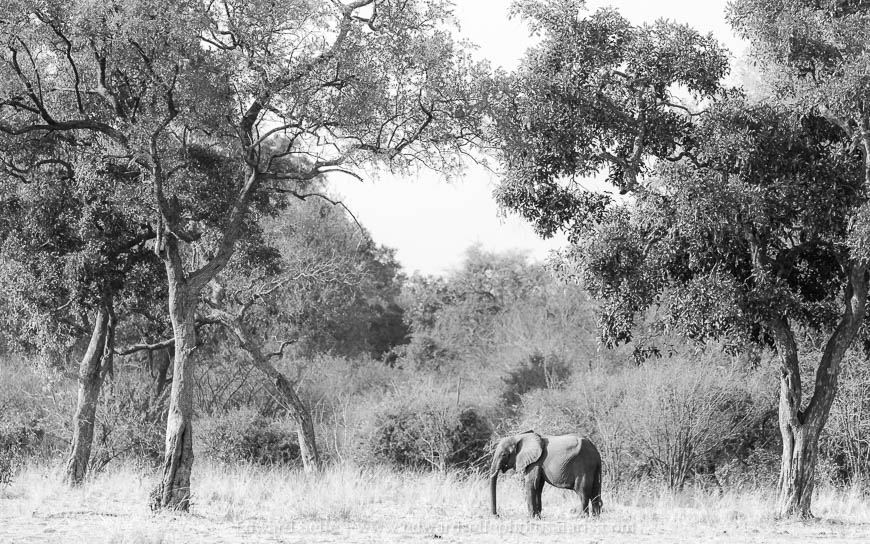 Wildlife image from photo safari with edward selfe in south luangwa national park.