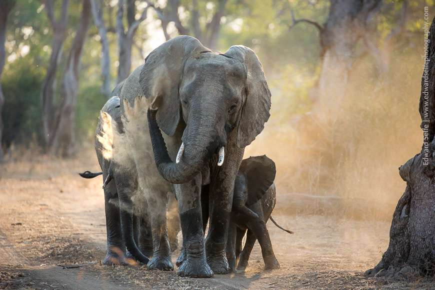 Dust-bathing elephants approach the photographer in soft evening light of South Luangwa.