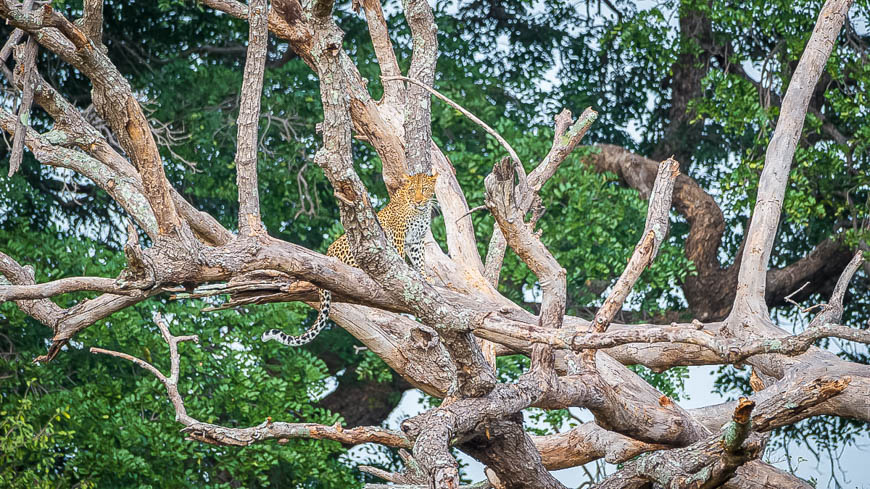 Wildlife image from South Luangwa by Mike White