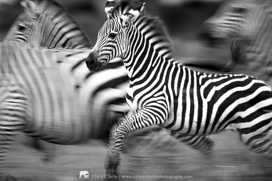 A zebra motion blur image during a photo safari with Edward Selfe in South Luangwa National Park
