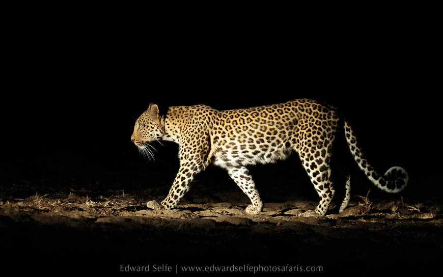 Wildlife image from photo safari with edward selfe in south luangwa national park.