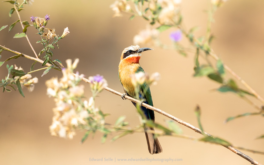 A White-fronted bee-eater against the purple flowers of a veronia bush.