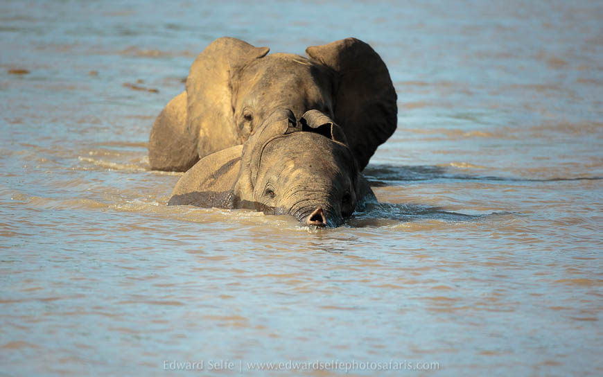Wildlife image from photo safari with edward selfe in south luangwa national park.